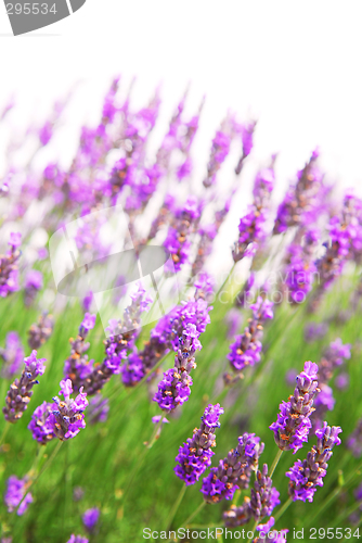 Image of Lavender background