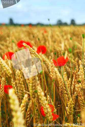 Image of Grain and poppy field