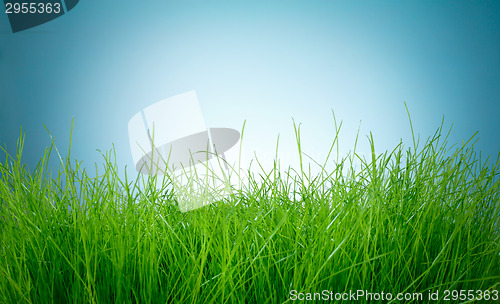 Image of Spring green grass
