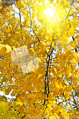 Image of Autumn foliage and sunlight