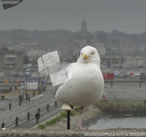 Image of gull at Saint-Malo
