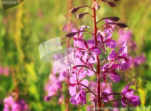 Image of Wild flower of Willow-herb in the evening field