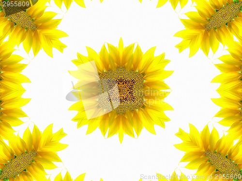 Image of Abstract pattern of sunflower 