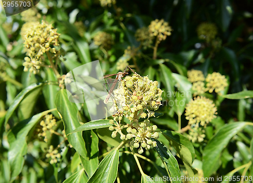 Image of Crane fly on ivy