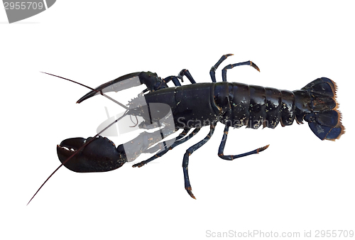 Image of lobster