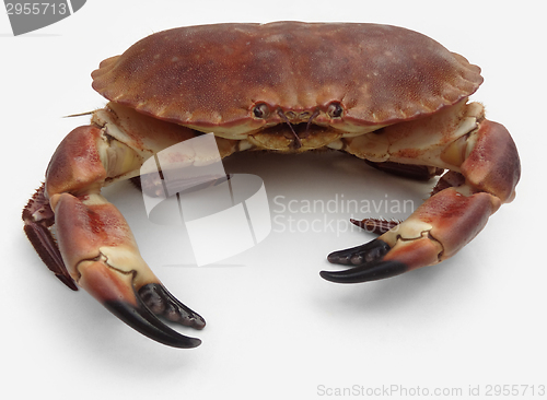 Image of brown crab