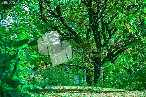 Image of summer