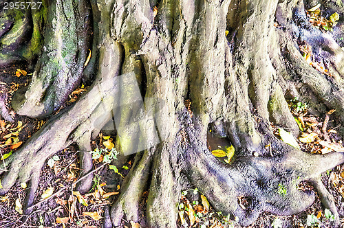 Image of roots on ground