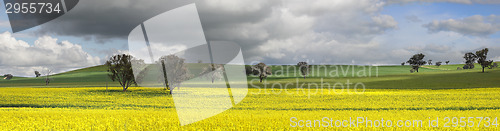 Image of Fields of Green and Gold