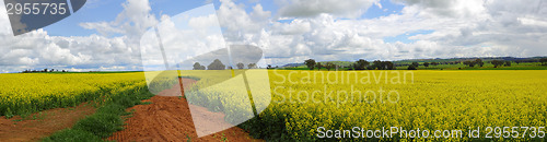 Image of Canola Fields