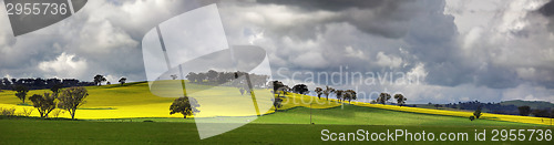 Image of Sunnyside Cowra Landscape Canola Views