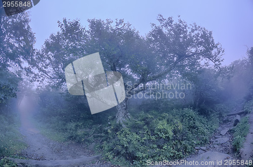 Image of Craggy Gardens North Carolina Blue Ridge Parkway Autumn NC sceni