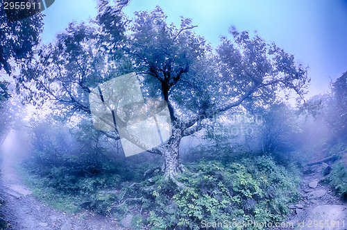 Image of Craggy Gardens North Carolina Blue Ridge Parkway Autumn NC sceni