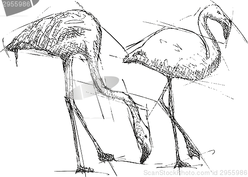 Image of Sketch vector illustration of flamingos