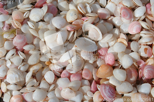 Image of Seashells