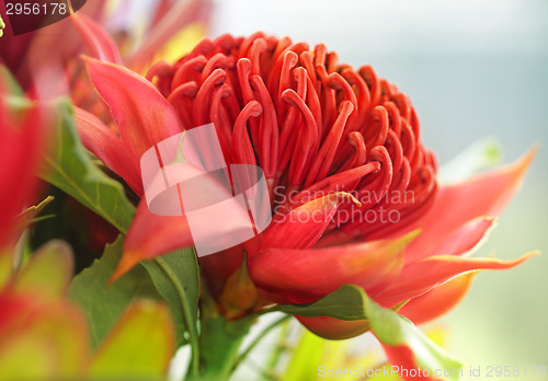 Image of Waratah flower