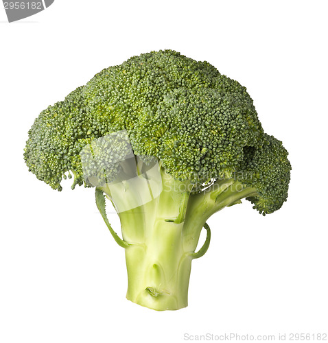 Image of Broccoli