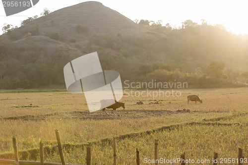 Image of Flores Farmland