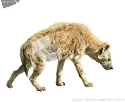 Image of Spotted Hyena