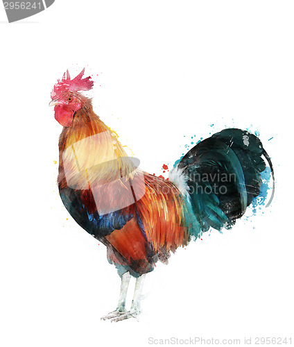 Image of Watercolor Image Of Rooster