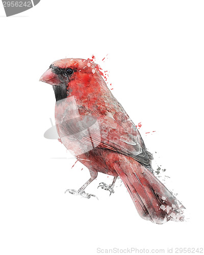 Image of Watercolor Image Of Red Cardinal