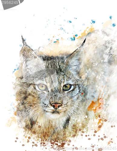 Image of Watercolor Image Of Lynx