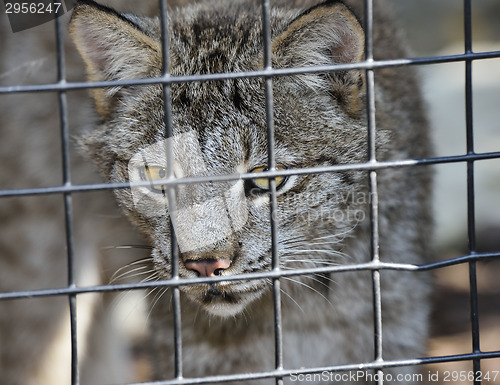 Image of Lynx In Cage