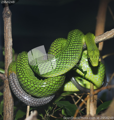 Image of Red Tailed Green Ratsnake