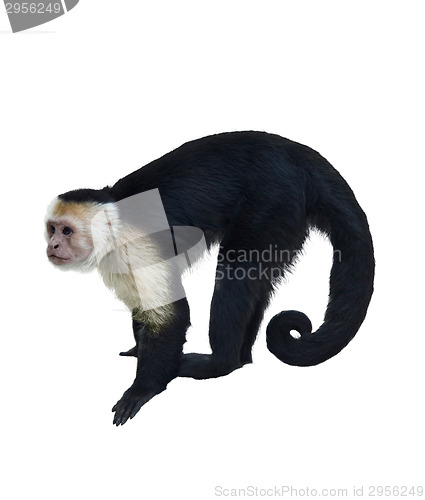 Image of White Throated Capuchin Monkey