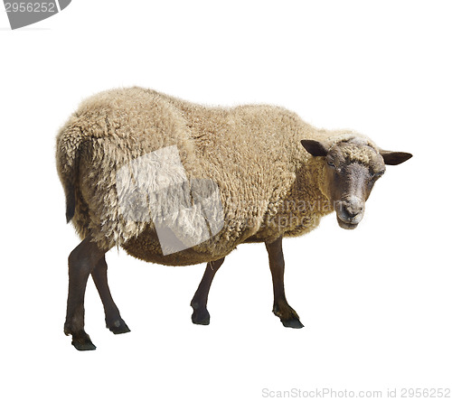 Image of Sheep On White Background