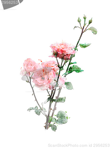 Image of Watercolor Image Of Roses