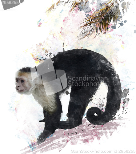 Image of White Throated Capuchin Monkey