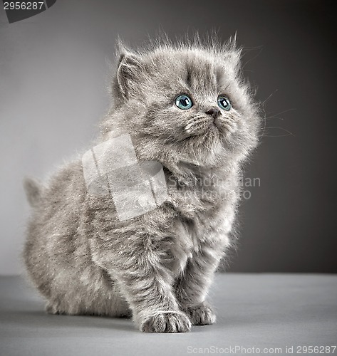 Image of british long hair kitten