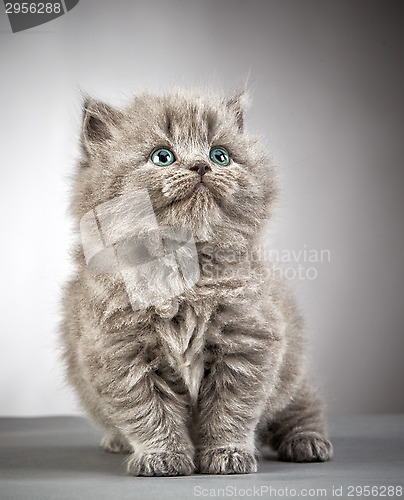 Image of british long hair kitten