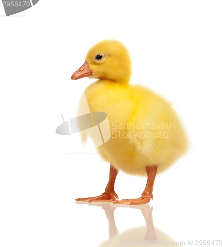 Image of Domestic gosling