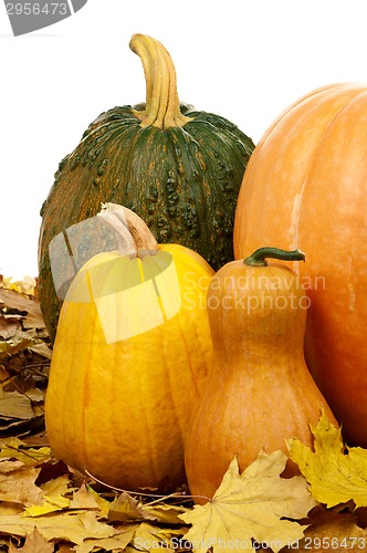 Image of Ripe pumpkins