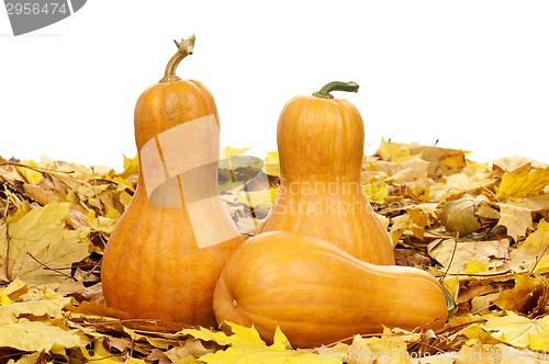 Image of Ripe pumpkins