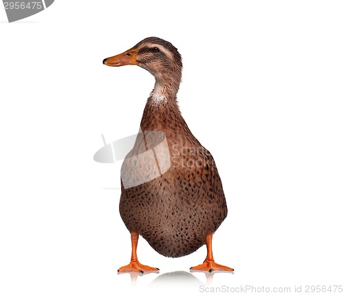 Image of Domestic duck