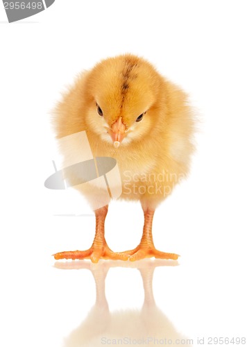 Image of Little chicken