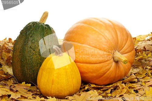 Image of Ripe pumpkins