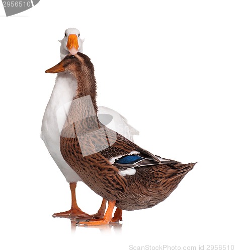 Image of Duck and goose