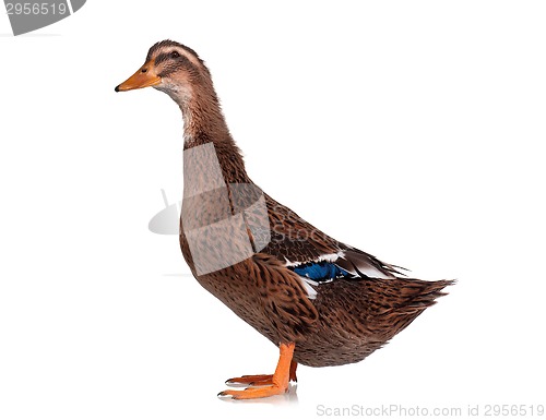 Image of Domestic duck