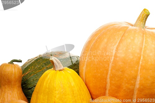 Image of Ripe pumpkins