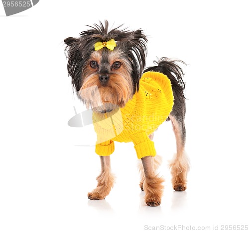 Image of Yorkshire terrier