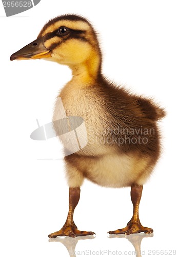 Image of Domestic duckling