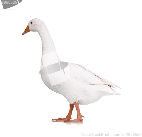 Image of Domestic goose