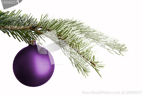 Image of Purple Christmas ball on a snowy branch