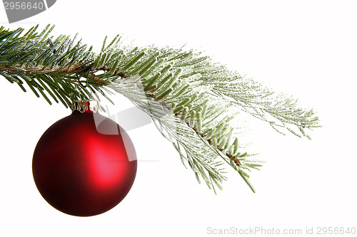 Image of Red Christmas ball on a snowy branch
