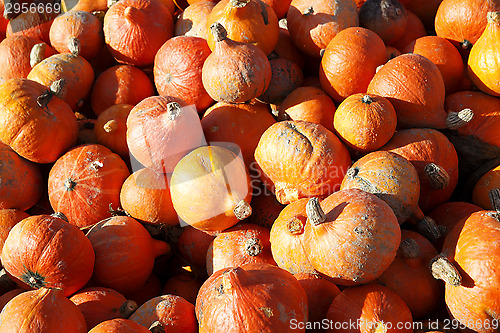 Image of Pumpkins