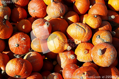 Image of Pumpkins